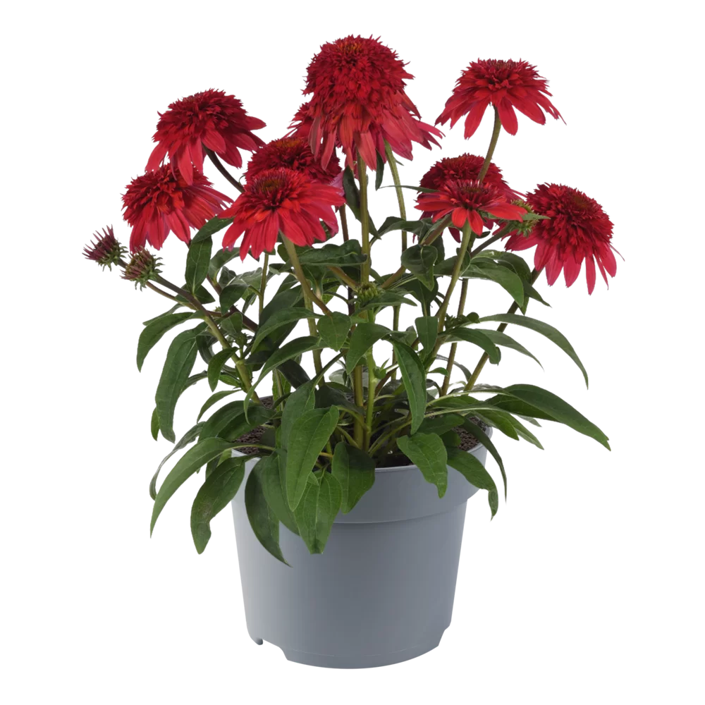 Echinacea purpurea Sombrero® Double Red