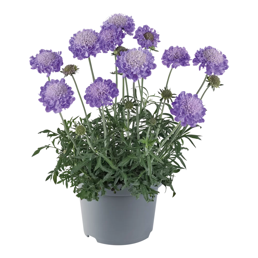 Scabiosa columbaria Atalanta® Blue