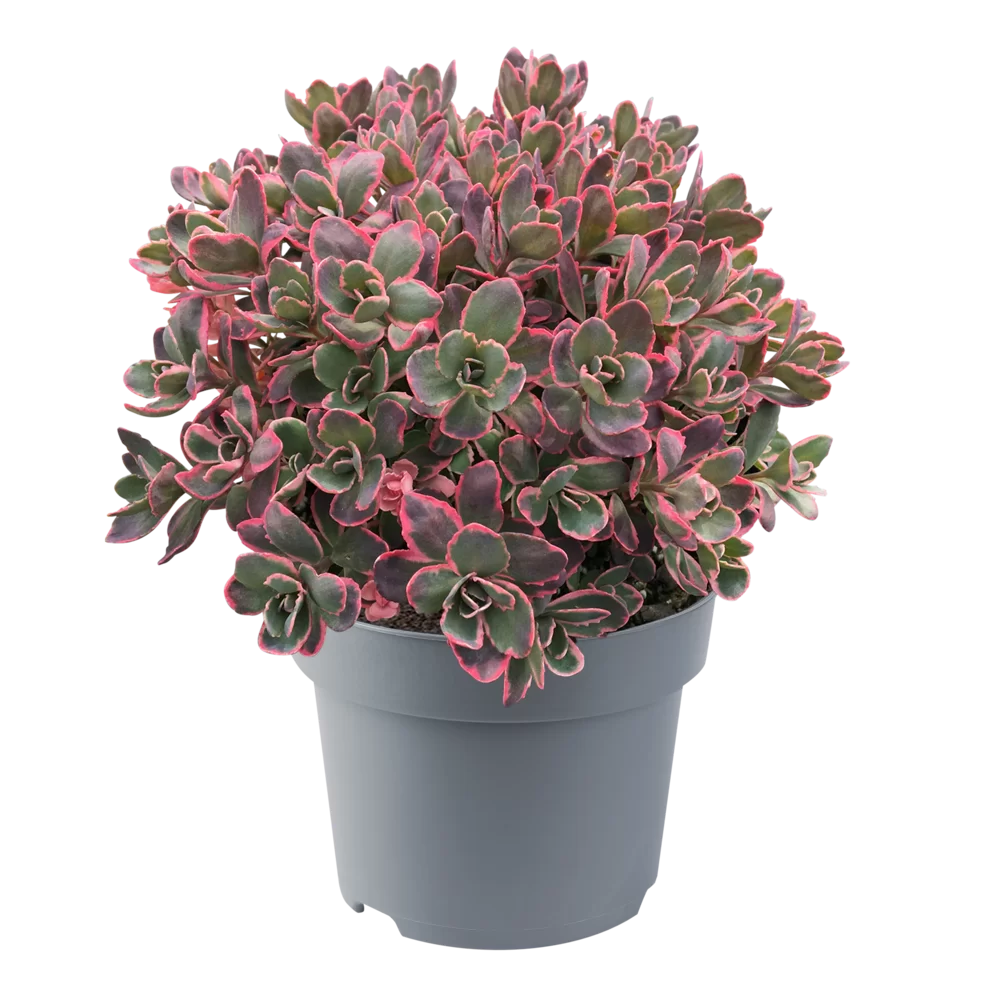 Sedum cauticola Sunsparkler® Dream Dazzler