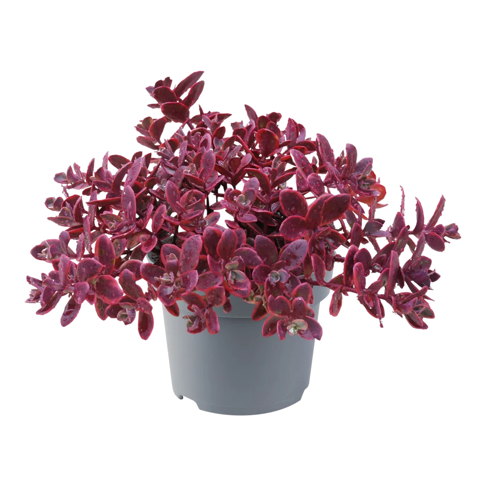 Sedum cauticola Sunsparkler® Wildfire