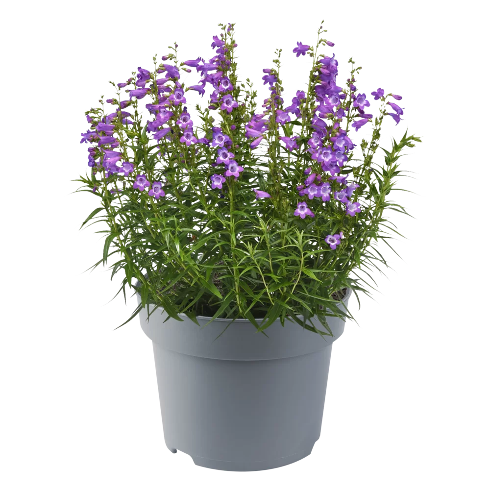 Penstemon hartwegii Mountain Treats Lavender