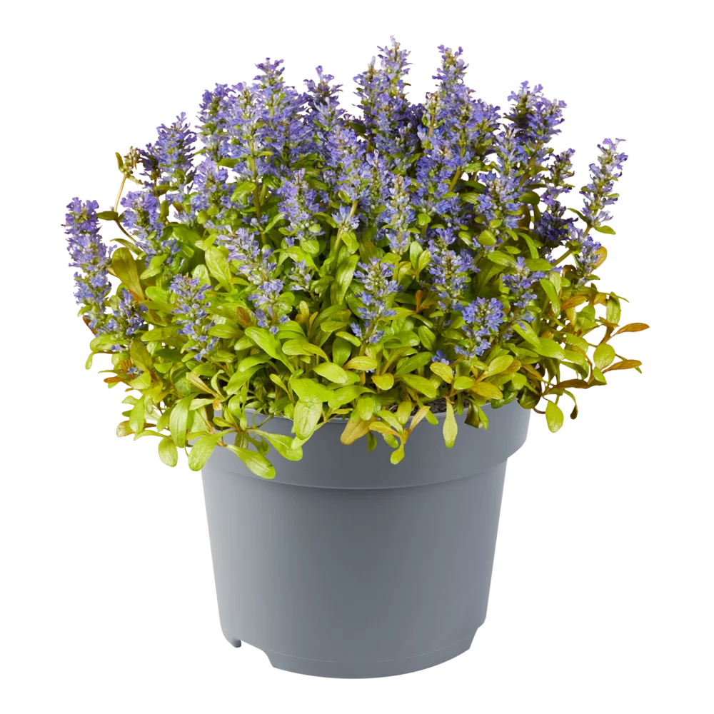 Ajuga reptans Feathered Friends® Petite Parakeet