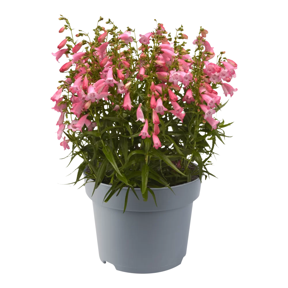 Penstemon hartwegii Mountain Treats Light Pink