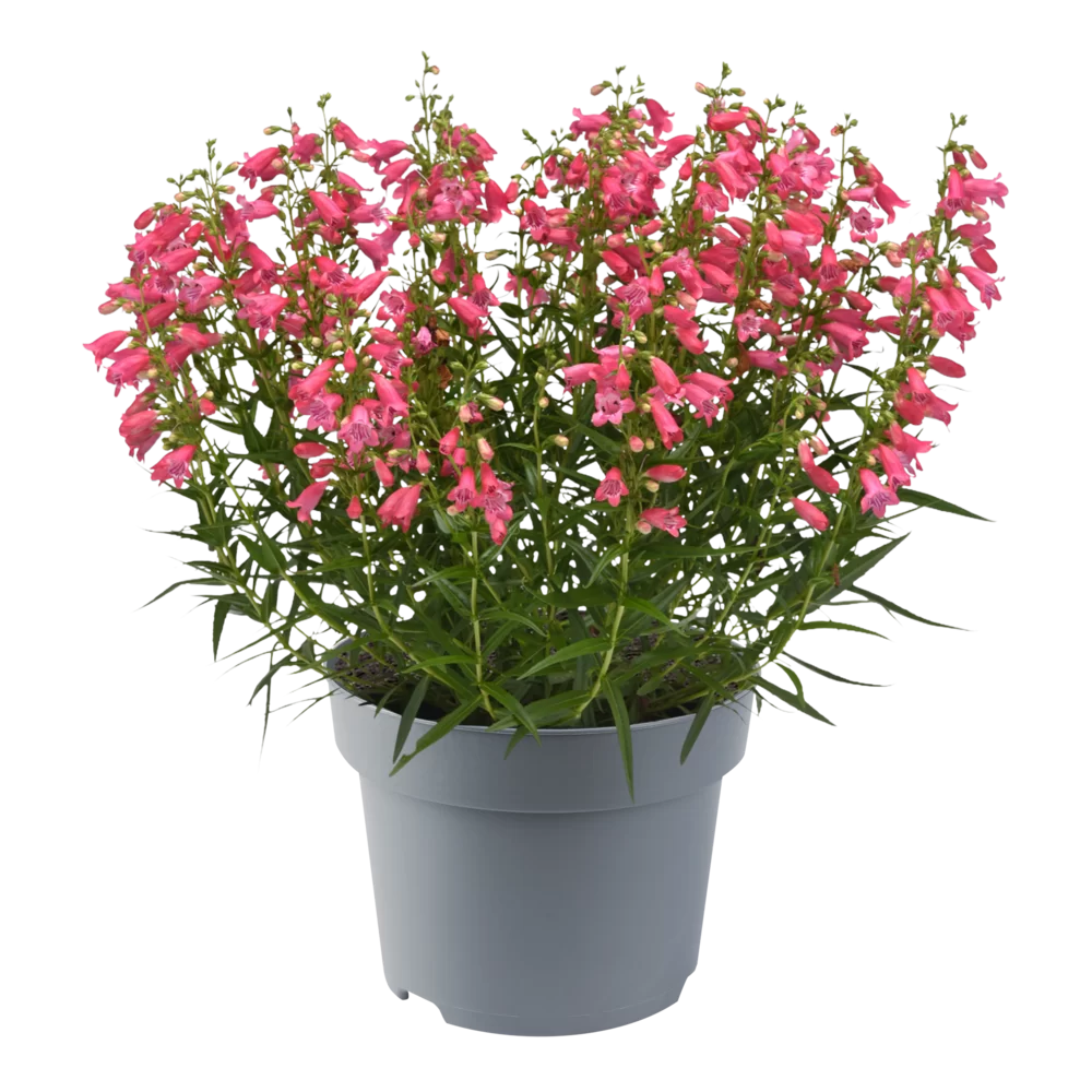 Penstemon hartwegii Mountain Treats Rose