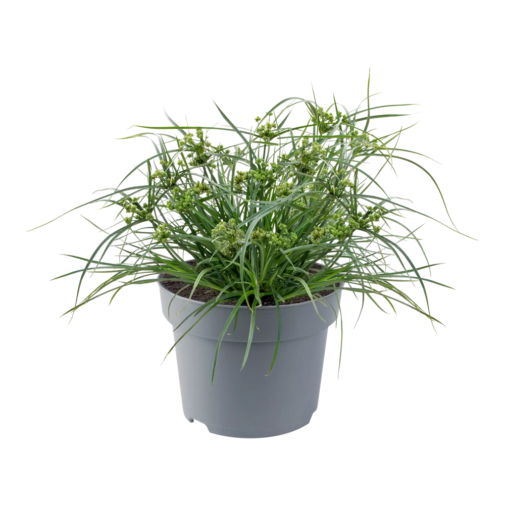 Cyperus glaber Abby