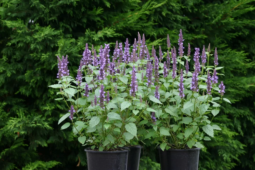 Agastache foeniculum Astello Indigo