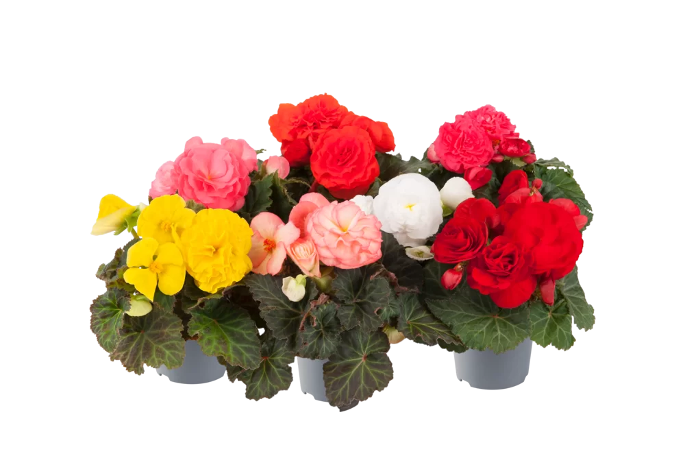 Begonia tuberhybrida Nonstop® F1 Select Mix