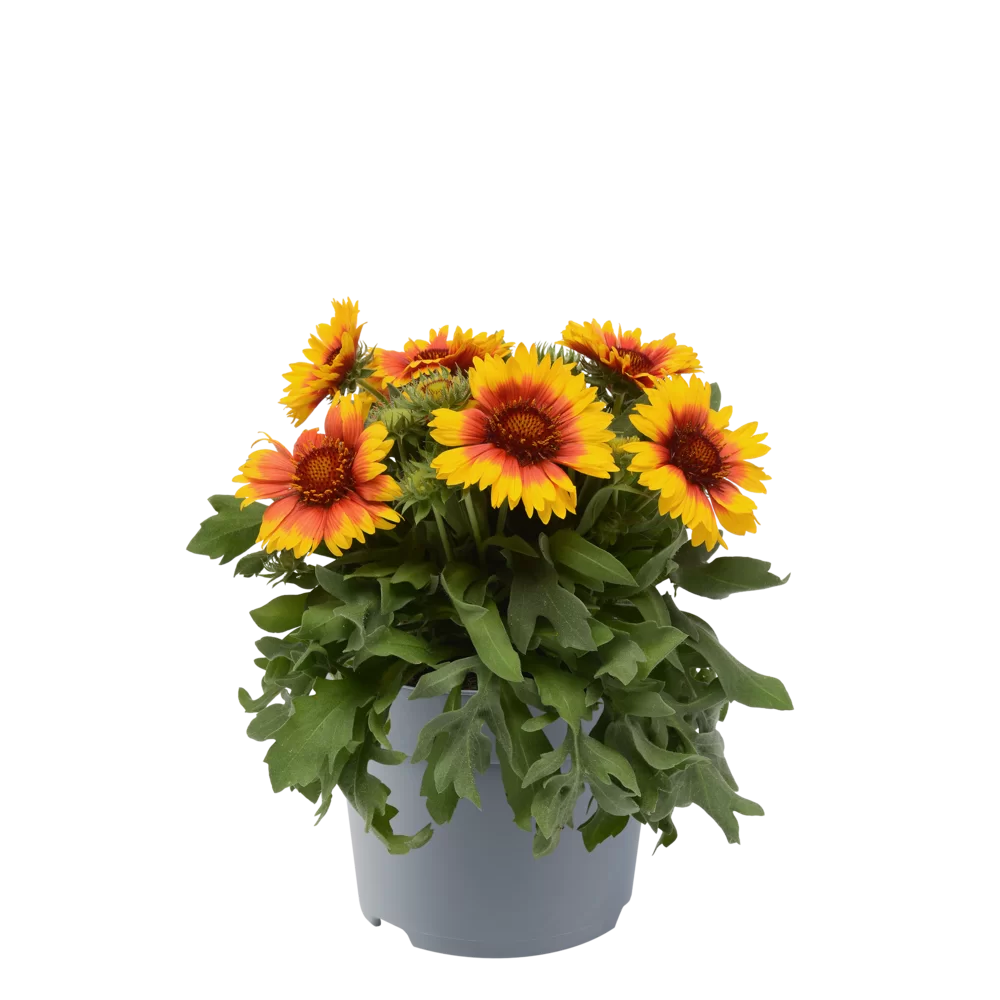 Gaillardia aristata Mesa™ Bright Bicolour