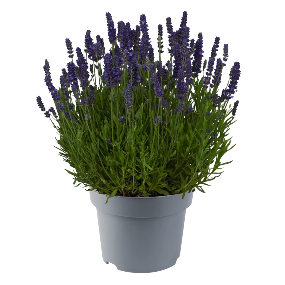 Lavandula angustifolia Spear Blue (Winter EL)