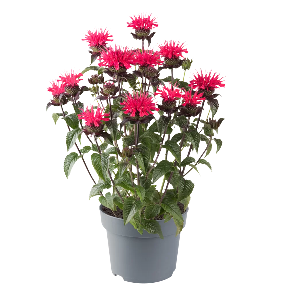 Monarda didyma Superwings Red