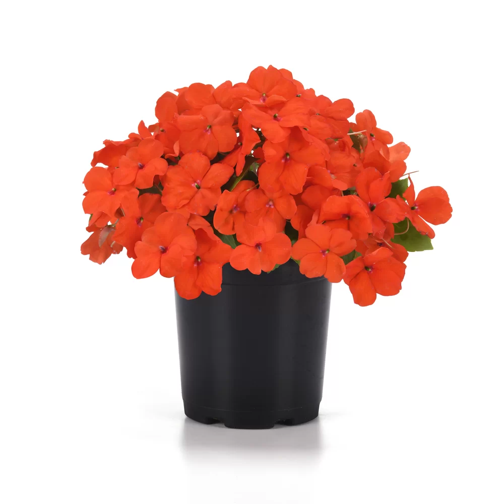 Impatiens walleriana Beacon® Exp. Orange Impr.