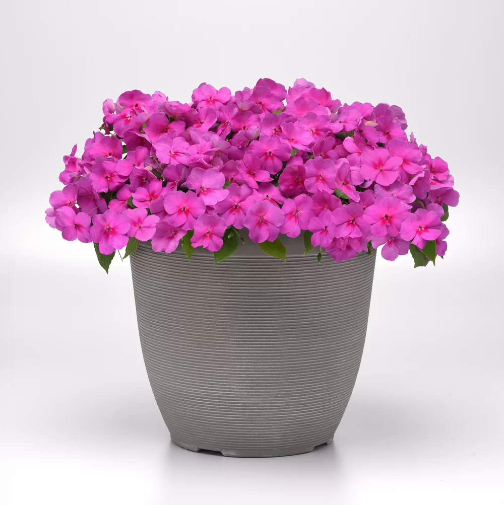 Impatiens walleriana Beacon® Blue Pearl