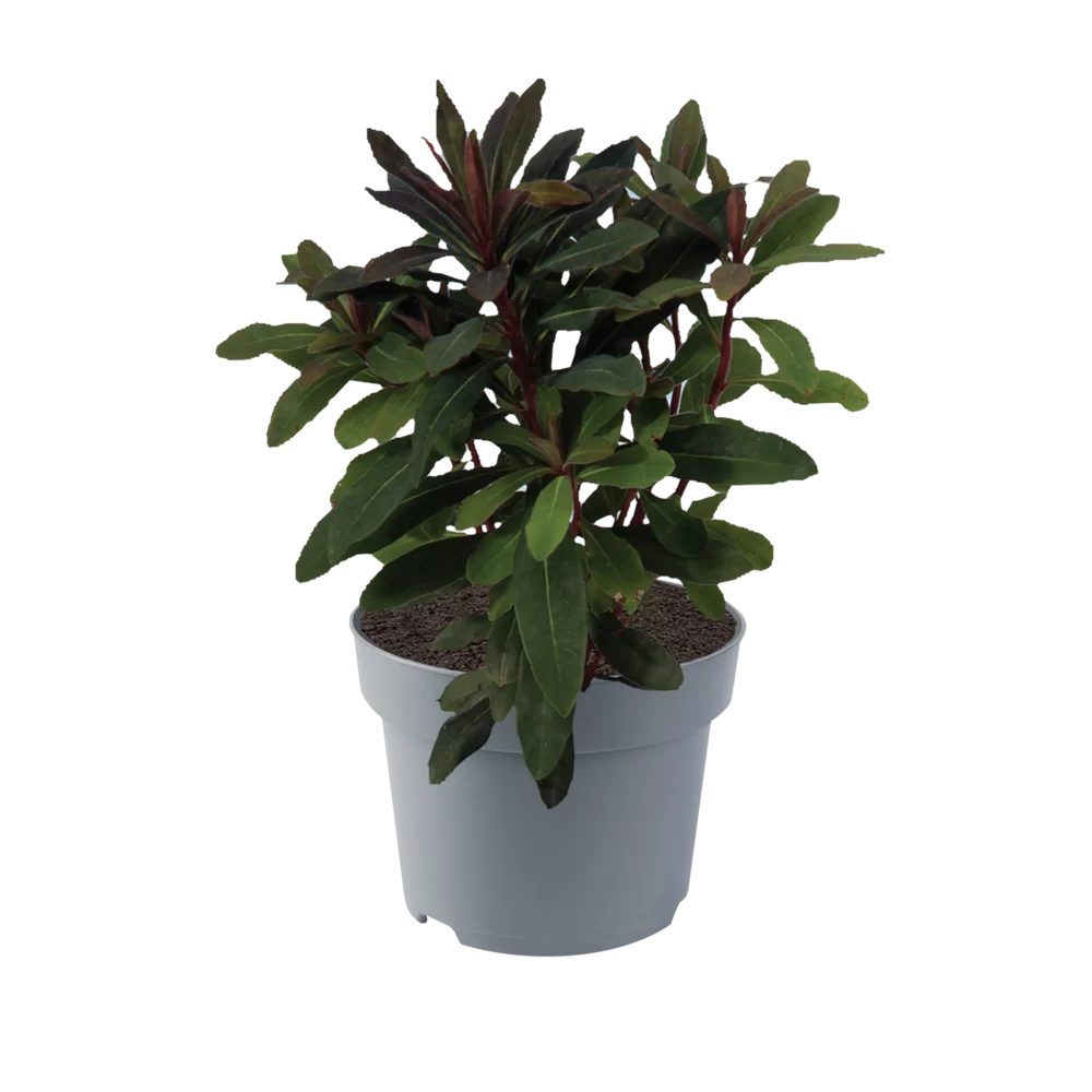 Euphorbia amygdaloides Robbiae Robbiae