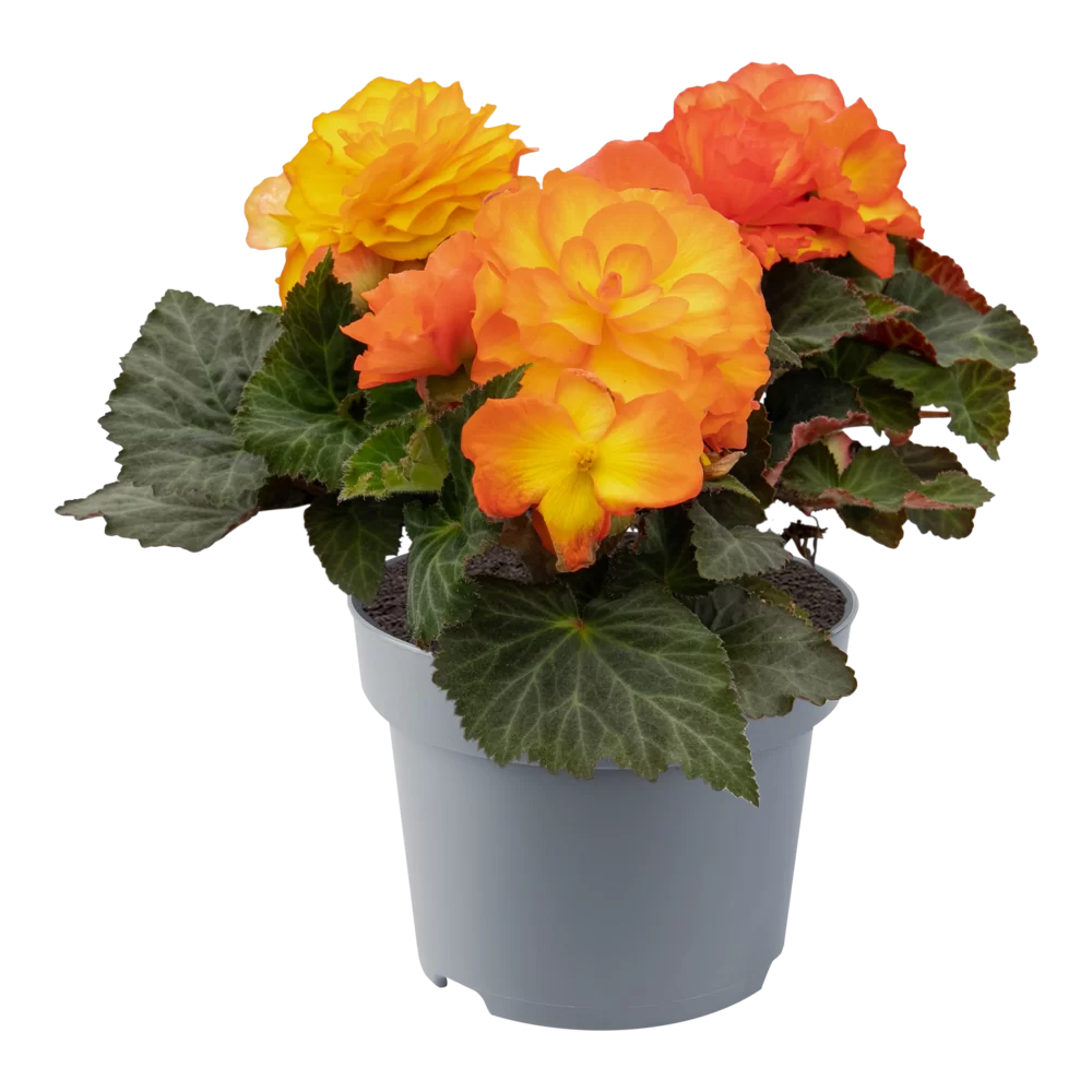 Begonia tuberhybrida Nonstop® F1 Flame