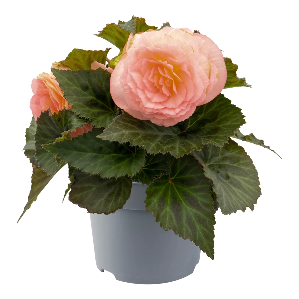 Begonia tuberhybrida Nonstop® F1 Peach Shades