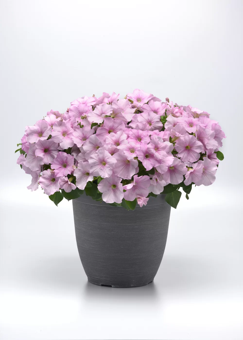 Petunia x hybrida Easy Wave® F1 Pink Pearl
