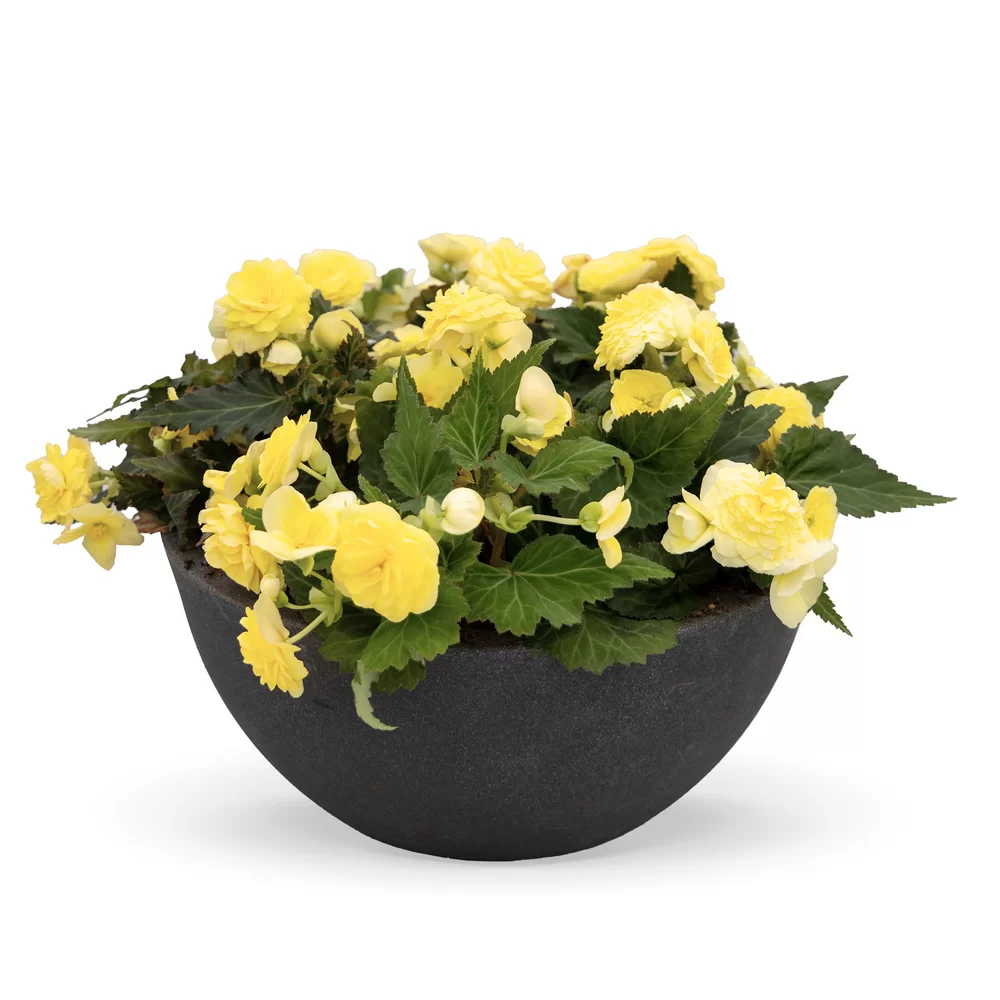 Begonia tuberhybrida Nonstop® F1 Lemon