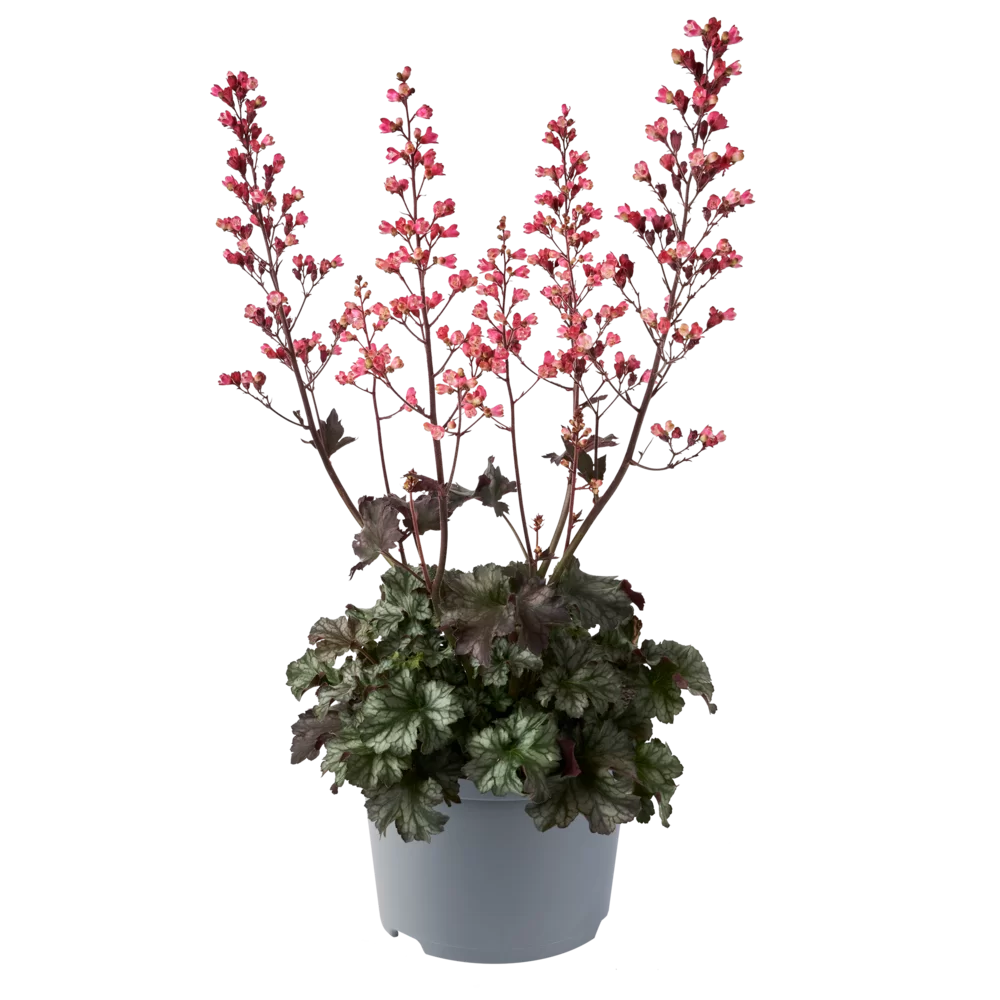 Heuchera villosa Big Red
