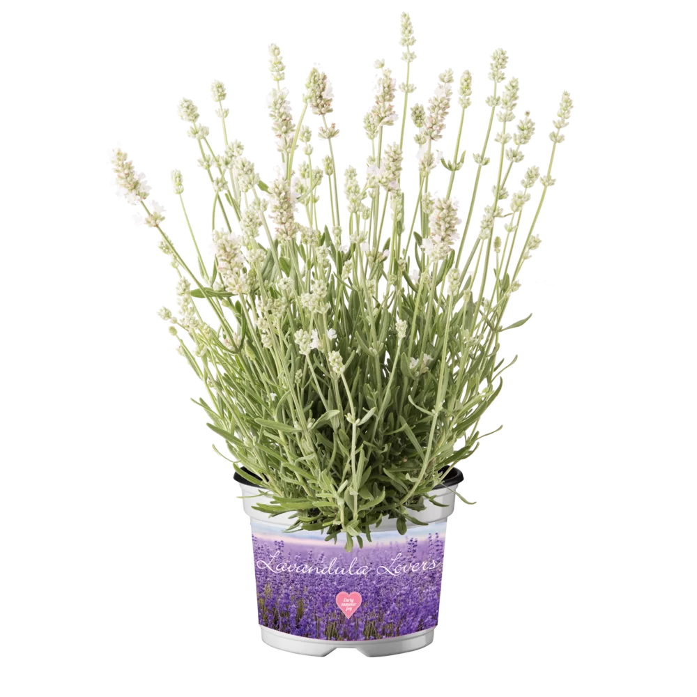Lavandula angustifolia - Ardèche® - White