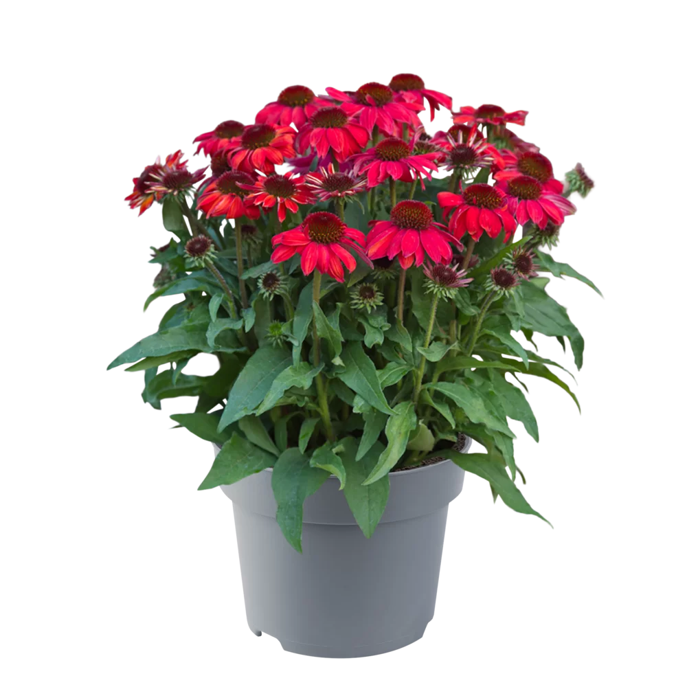 Echinacea purpurea SunMagic Vintage Ruby