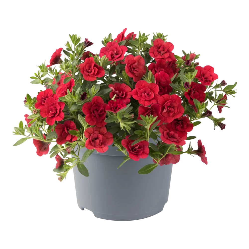 Calibrachoa parviflora Cabaret® Double Red