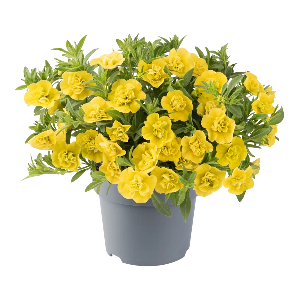 Calibrachoa parviflora Cabaret® Double Yellow Impr.