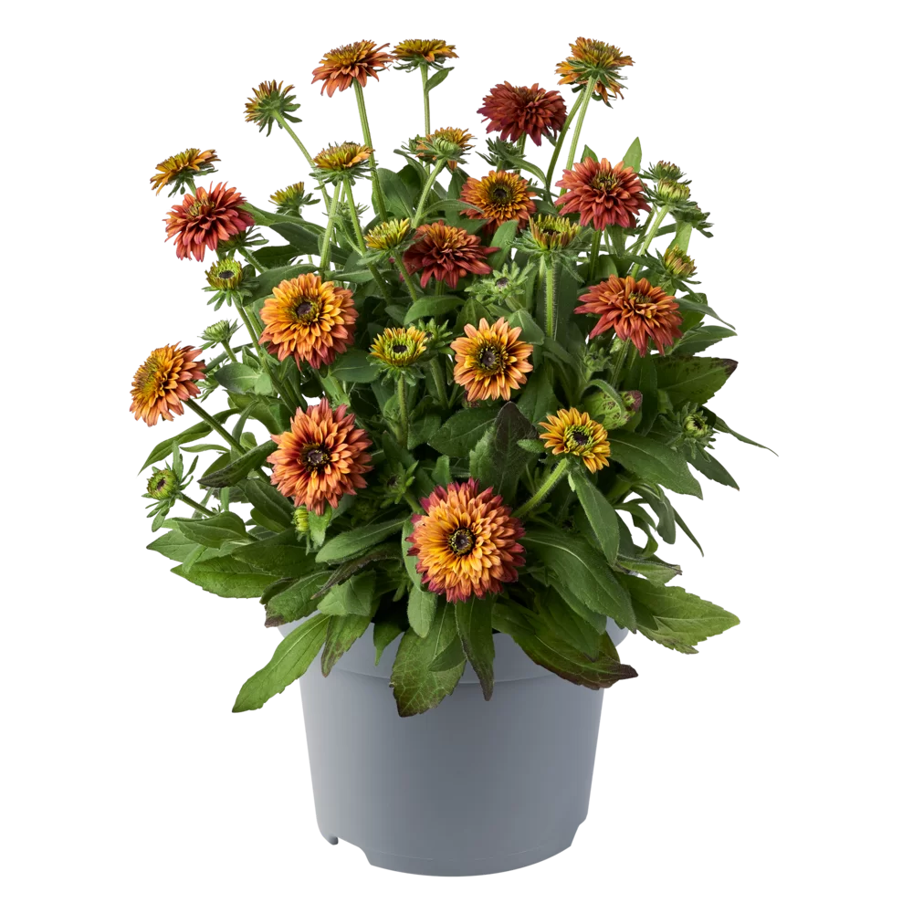 Rudbeckia hirta Rudy Double Rose