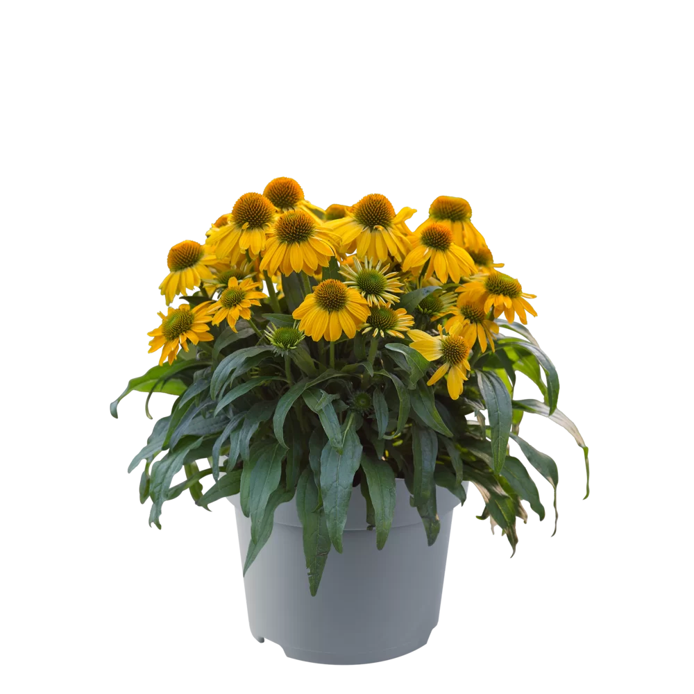 Echinacea purpurea SunMagic Vintage Yellow
