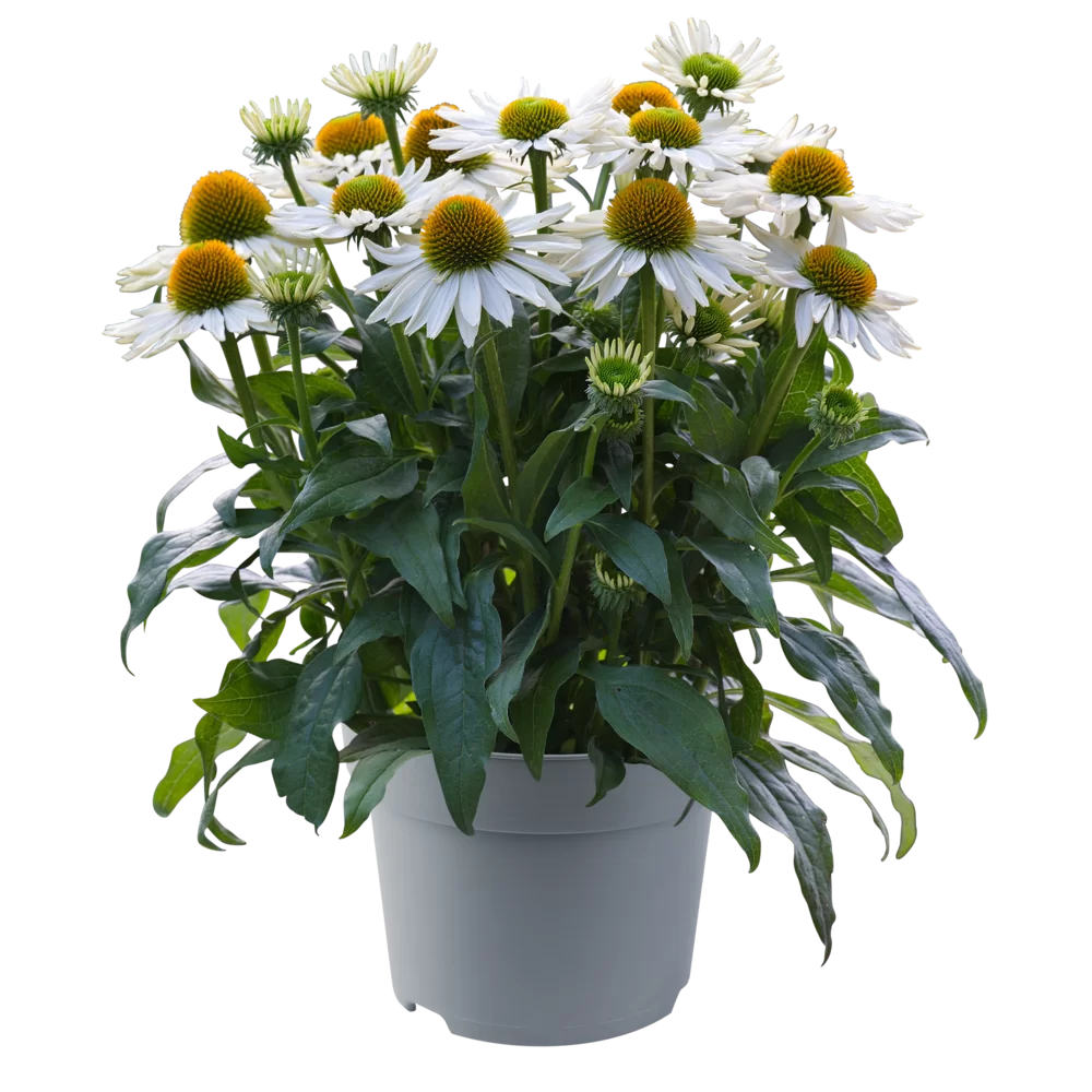 Echinacea purpurea SunMagic Vintage Pearl White