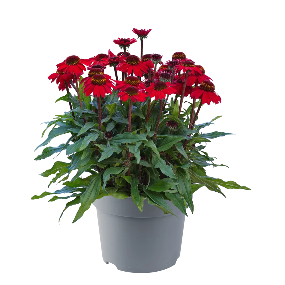 Echinacea purpurea SunMagic Vintage Hot Red