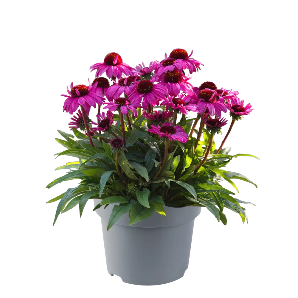 Echinacea purpurea SunMagic Vintage Hot Pink