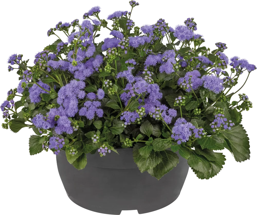 Ageratum houstonianum Monarch Magic 