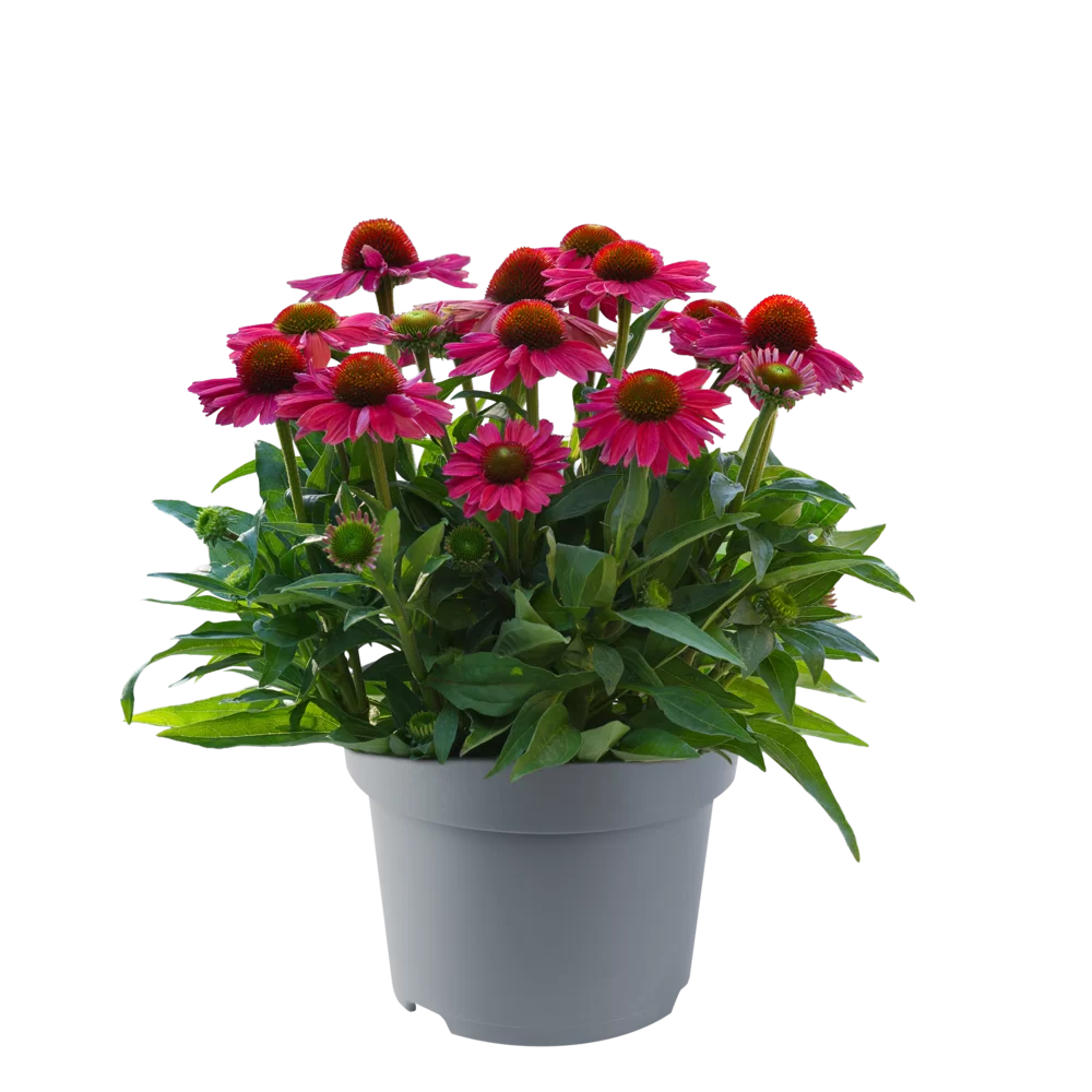 Echinacea purpurea SunMagic Vintage Watermelon