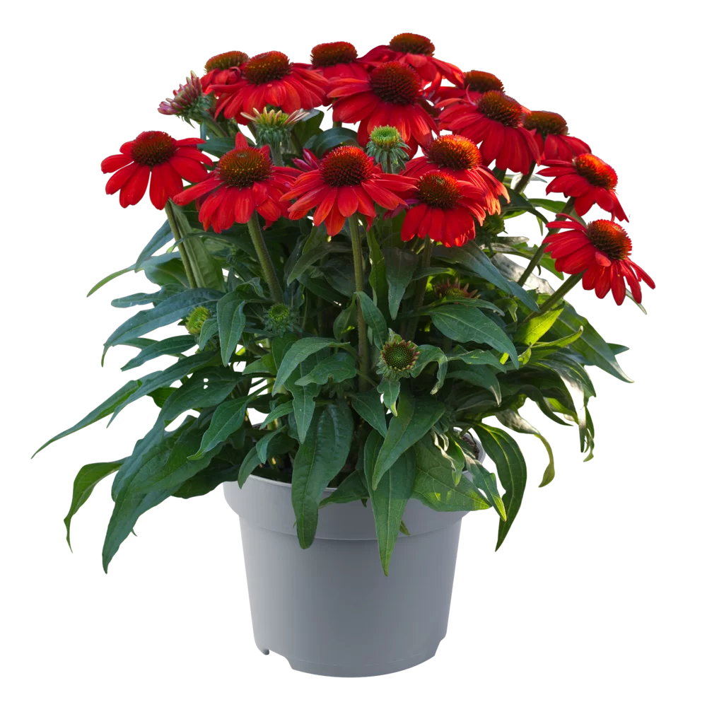 Echinacea purpurea SunMagic Vintage Electric Orange