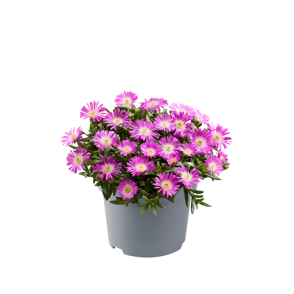 Delosperma cooperi Ocean Sunset™ Violet Flare