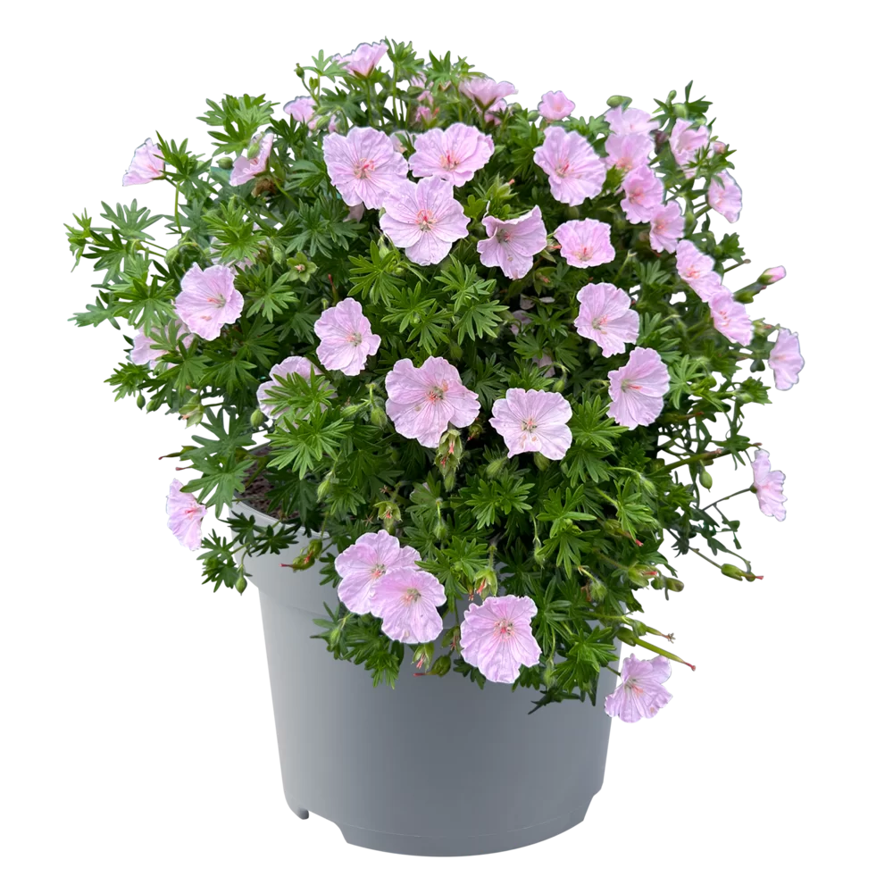 Geranium sanguineum Frivolius Pink