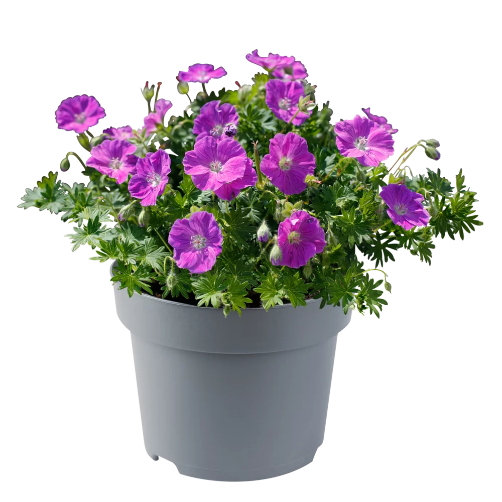 Geranium sanguineum Frivolius Rose