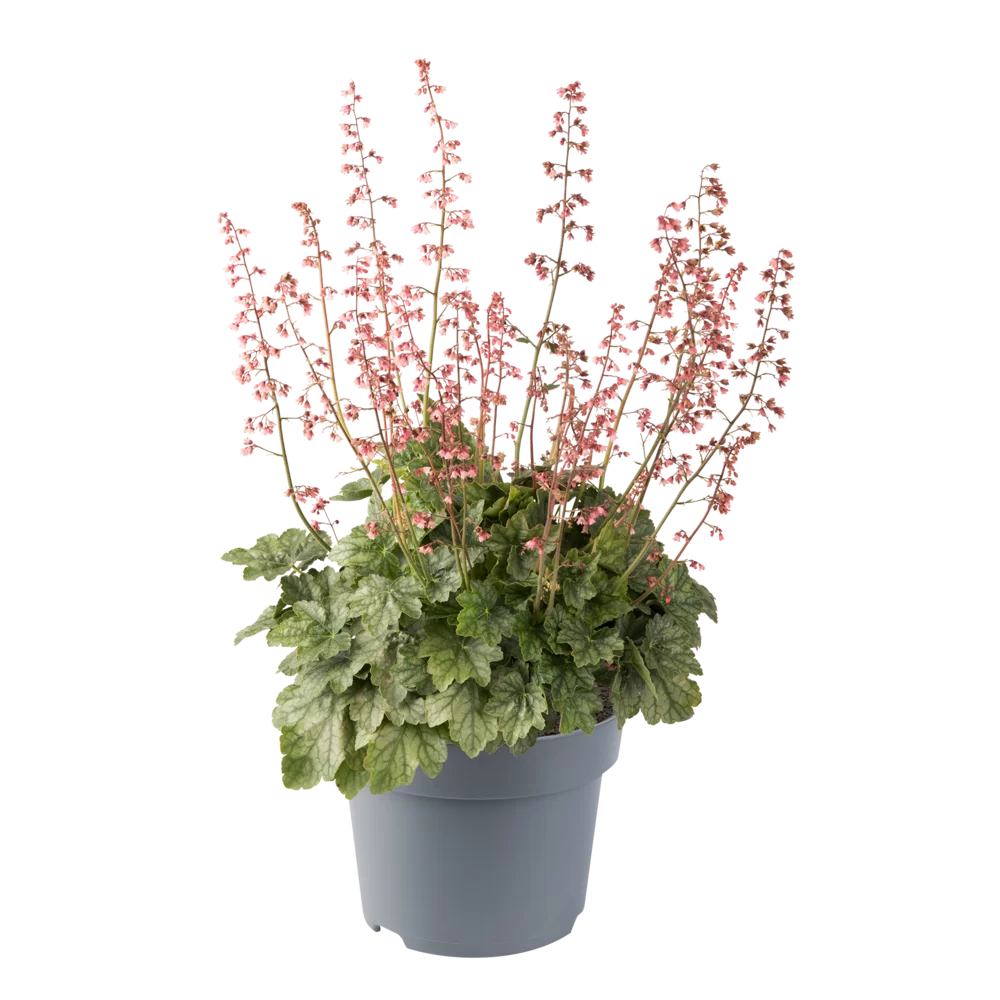 Heuchera villosa Berry Timeless