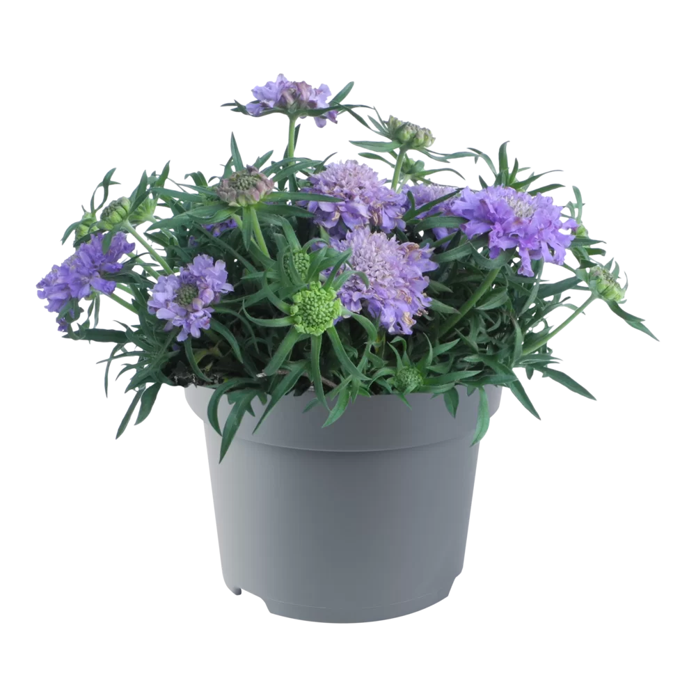 Scabiosa japonica Blue Note