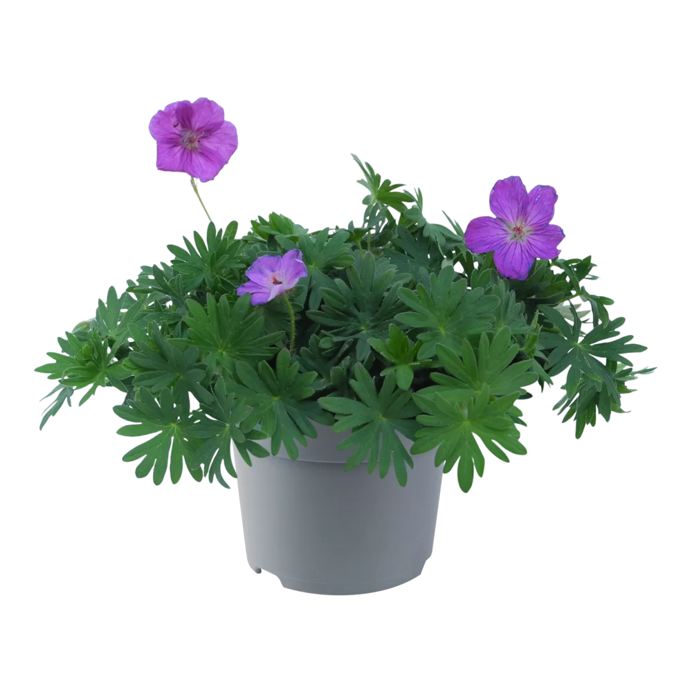 Geranium sanguineum Vision® Violet