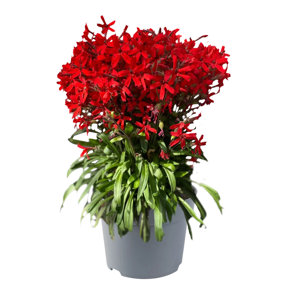Silene virginica Red Burning Heart