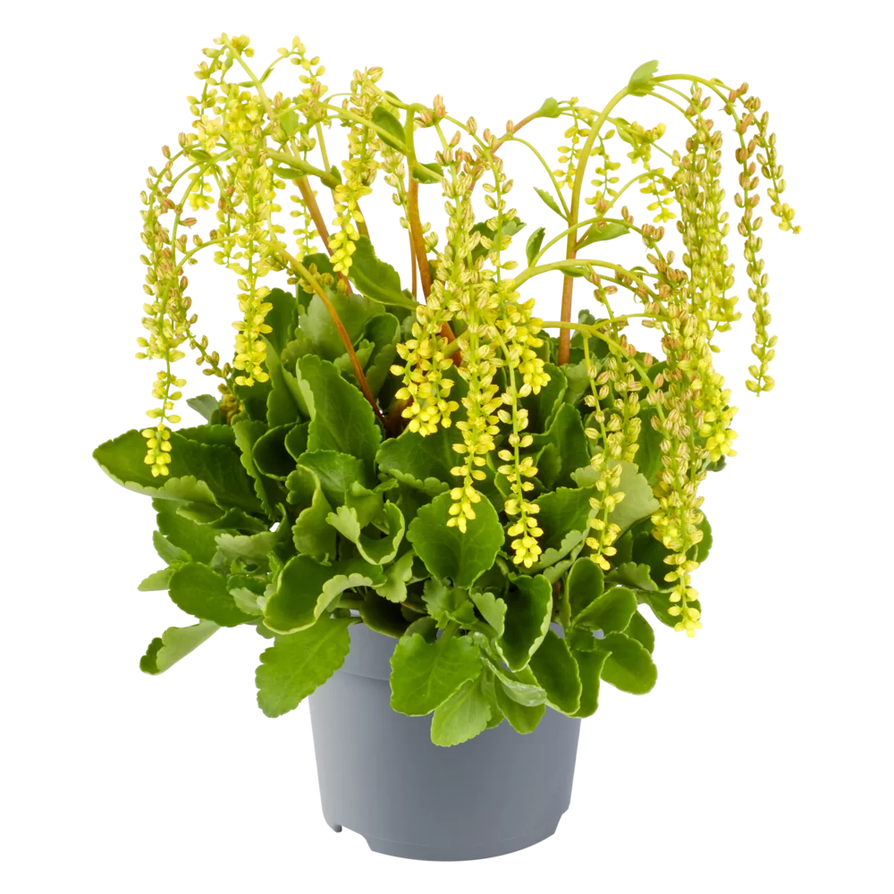 Chiastophyllum oppositifolium Yellow