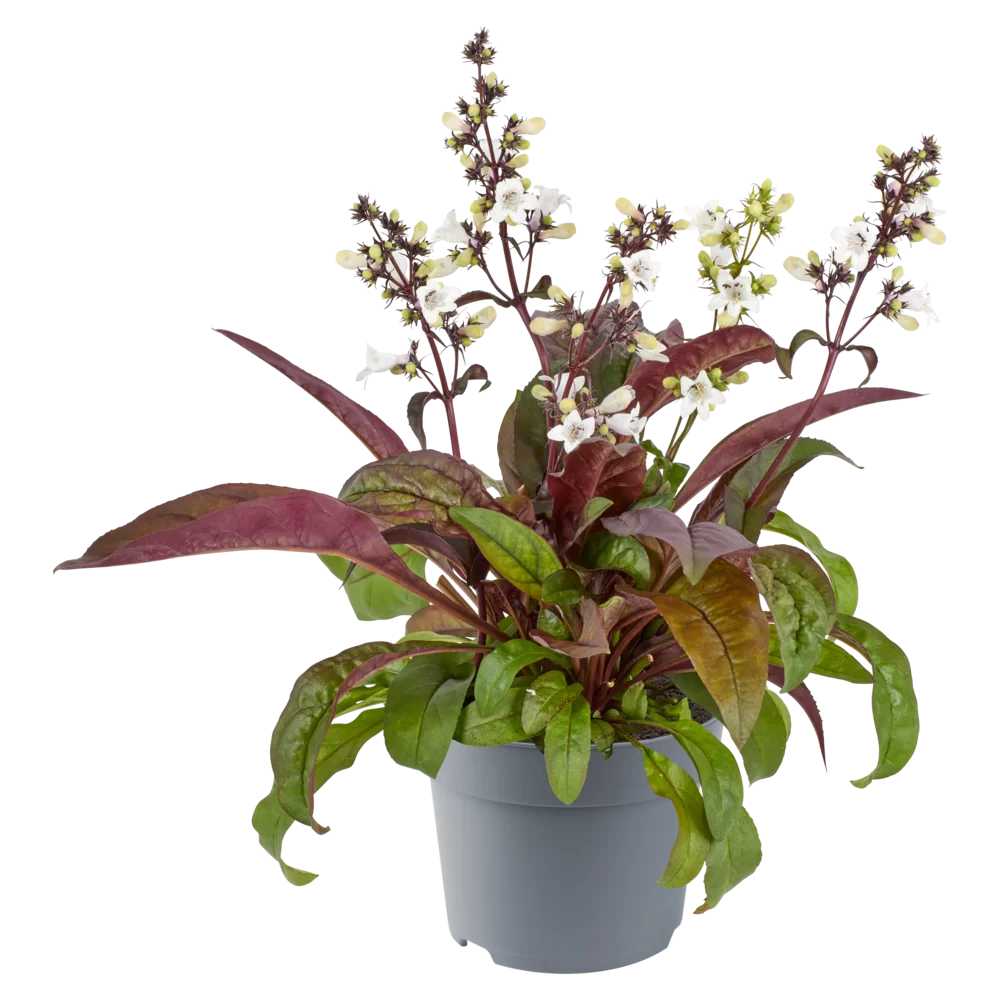Penstemon digitalis Husker Red