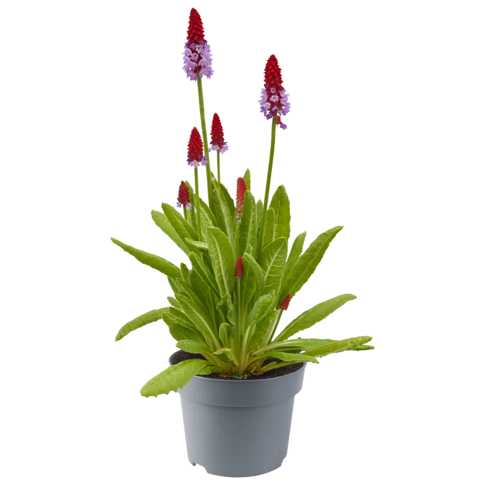 Primula vialii Red and Rose