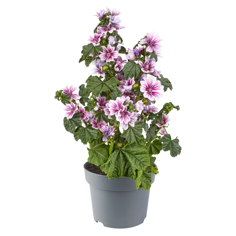 Malva sylvestris Zebrina