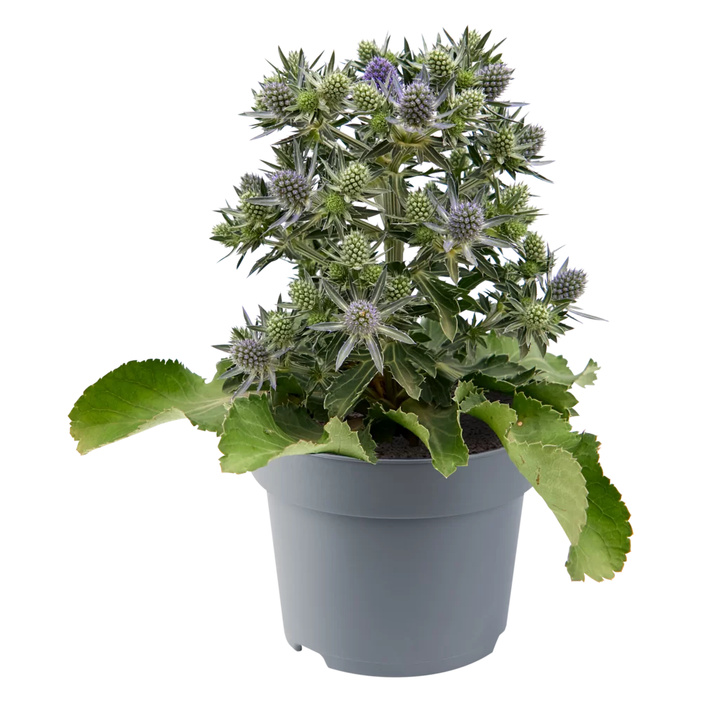 Eryngium planum Hobbit Blue
