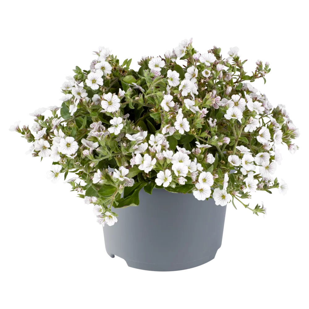 Gypsophila cerastioides White