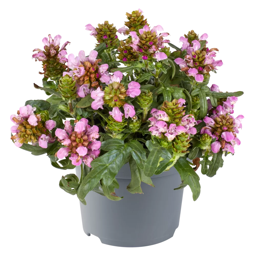 Prunella grandiflora Bella Rose