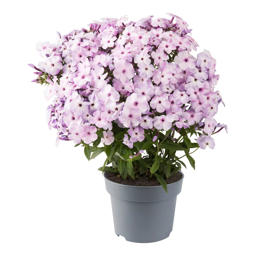 Phlox paniculata Bee Best Lilac Eye