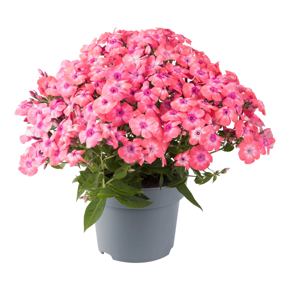 Phlox paniculata Bee Best Salmon